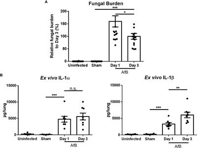 The IL-1 Receptor Is Required to Maintain Neutrophil Viability and Function During Aspergillus fumigatus Airway Infection